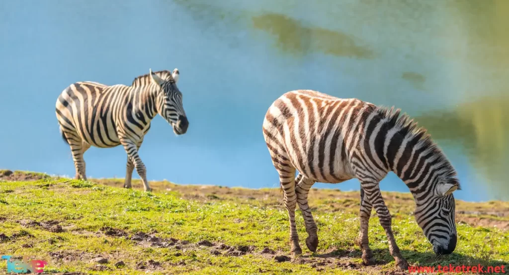 A Zebra