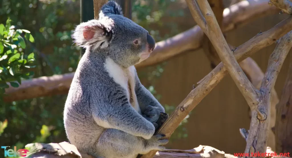 Koala