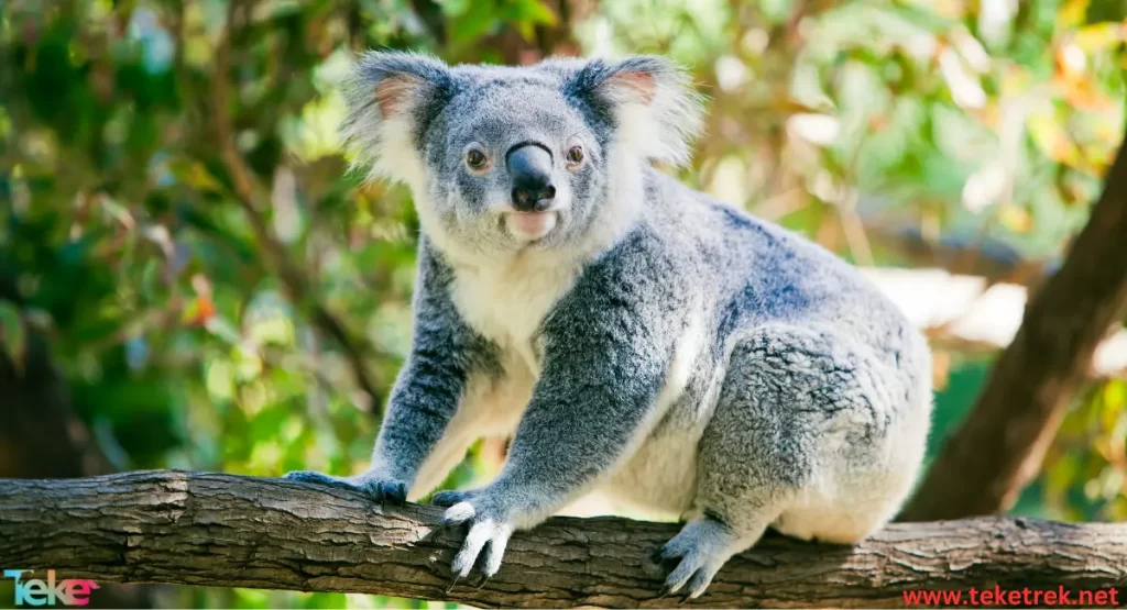 Koala