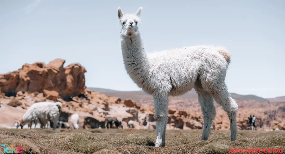 The llama - interesting facts and information about this animal - Teke Trek