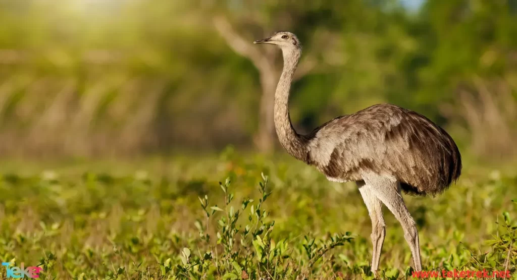 Ostrich bird 