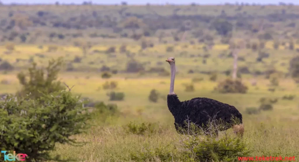 Ostrich bird 