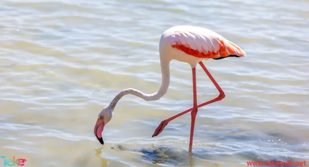 Flamingo bird