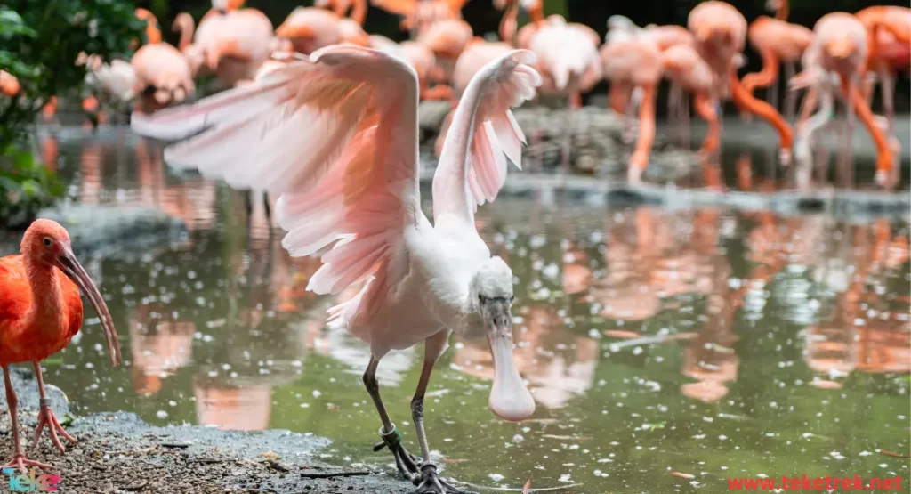 Flamingo bird