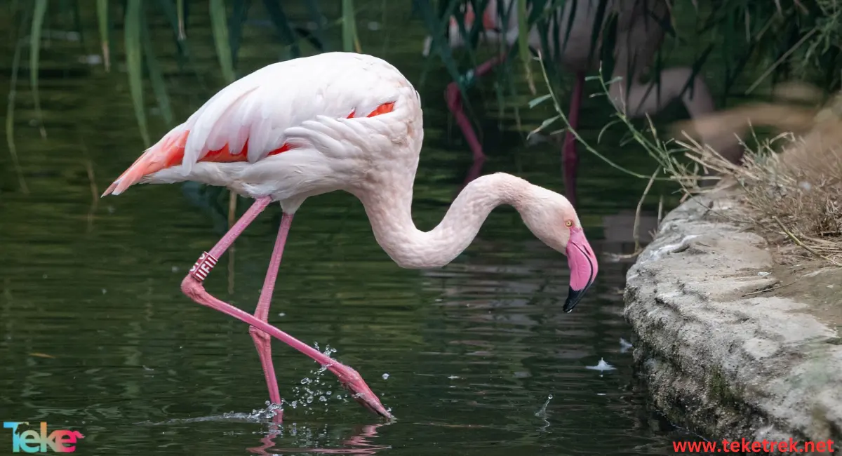 Flamingo bird