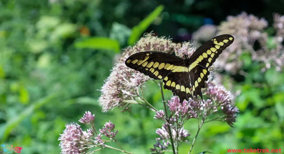 Swallowtail butterfly