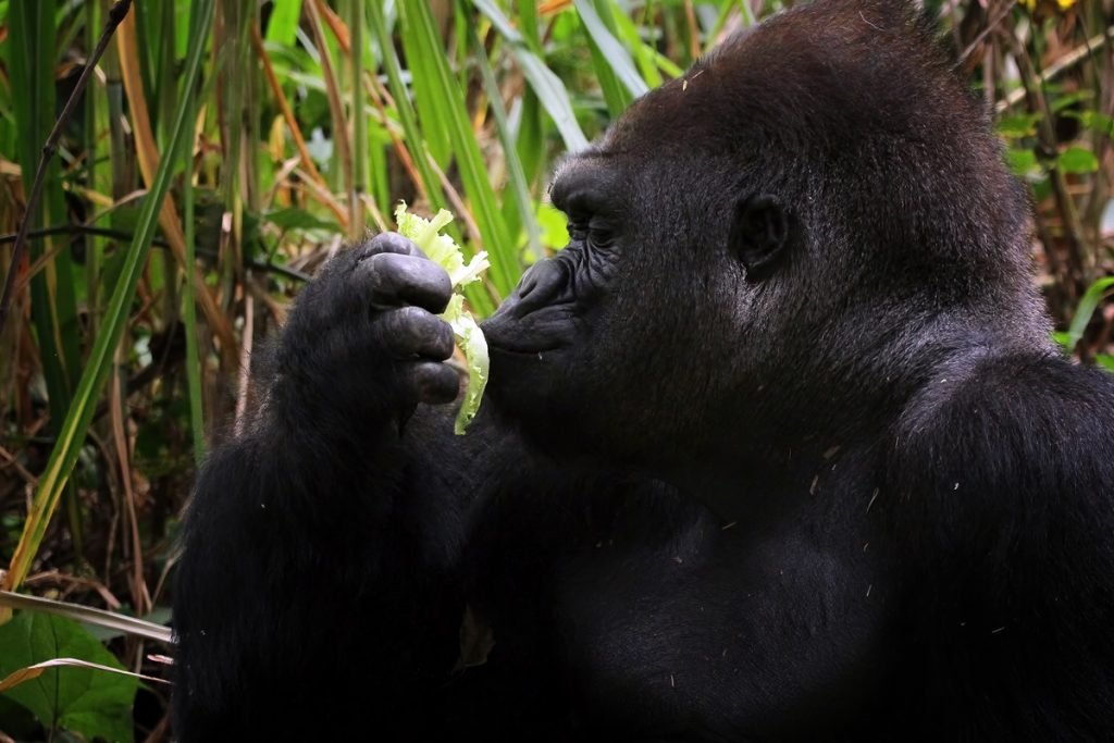 Gorillas: behavior and intelligence, information you should know - Teke