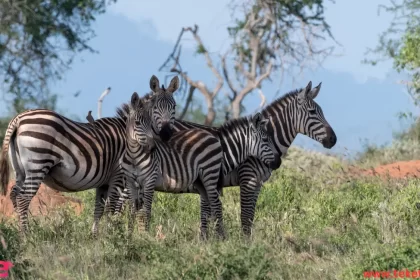 A Zebra