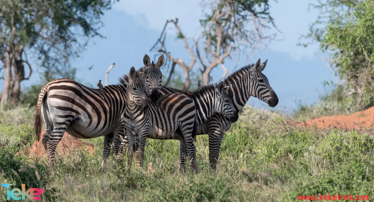 A Zebra