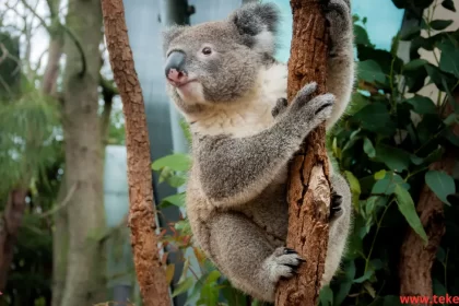 Koala