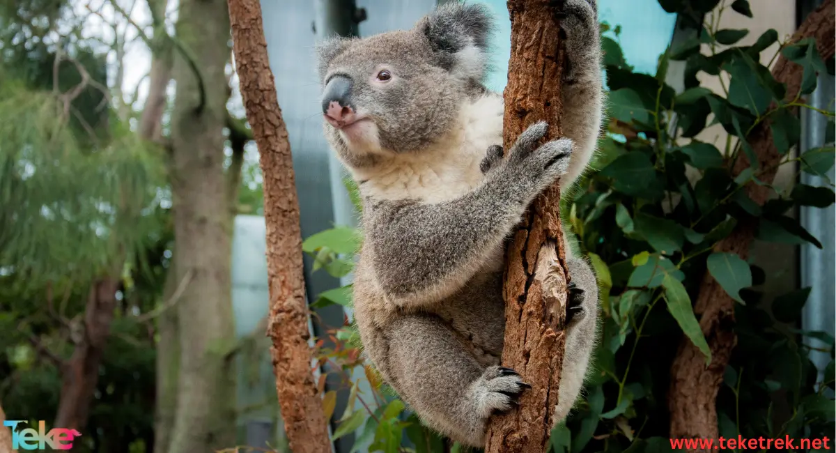 Koala