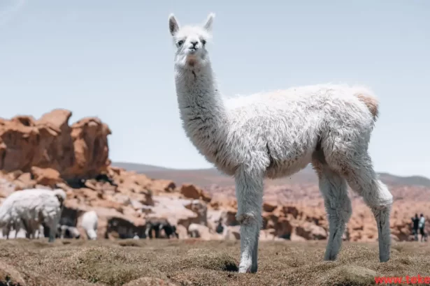 Llama