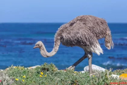 Ostrich bird