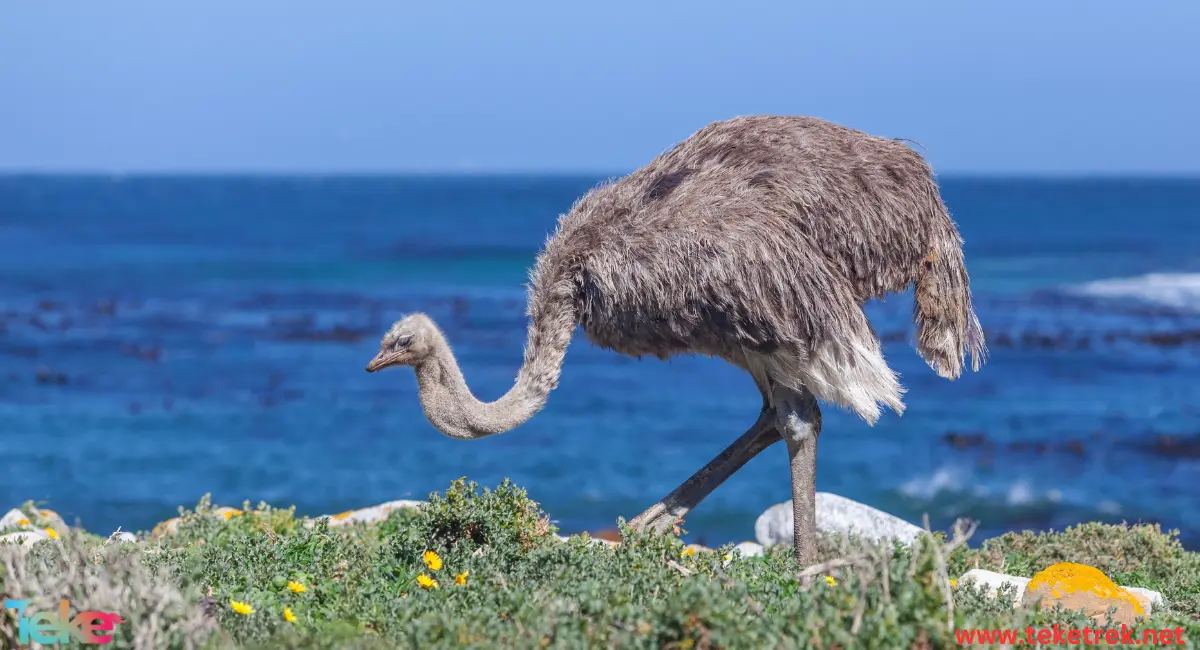 Ostrich bird