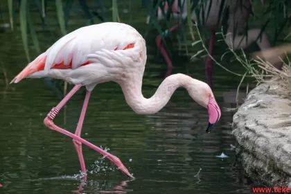 Flamingo bird