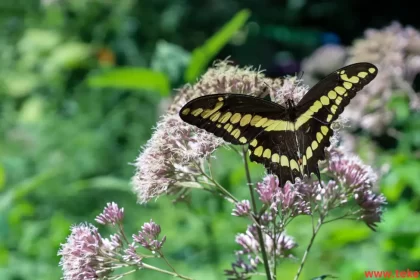 Swallowtail butterfly