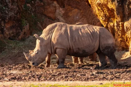 White rhinoceros