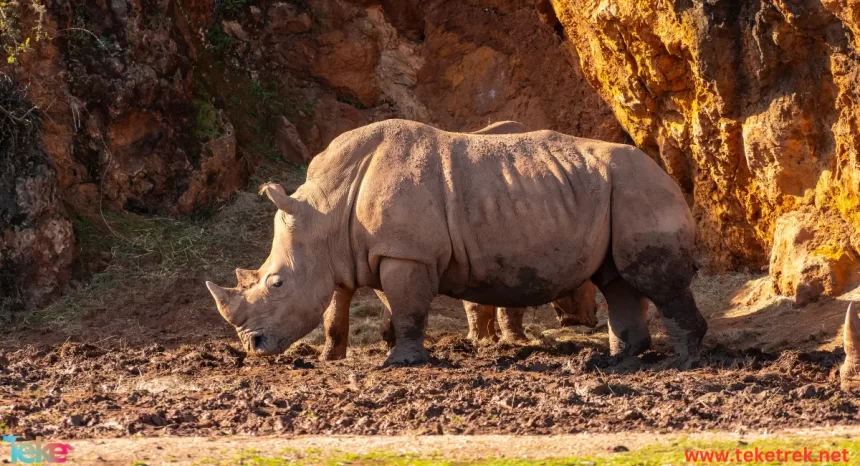 White rhinoceros