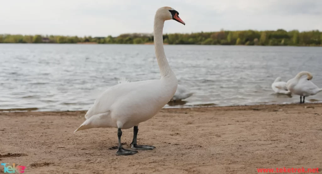 A swan