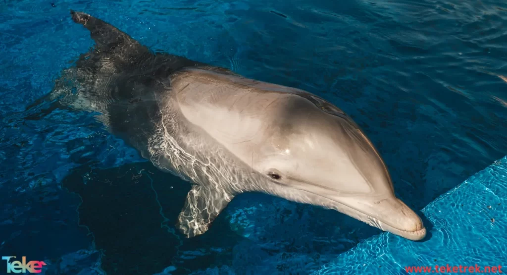 Bottlenose dolphin