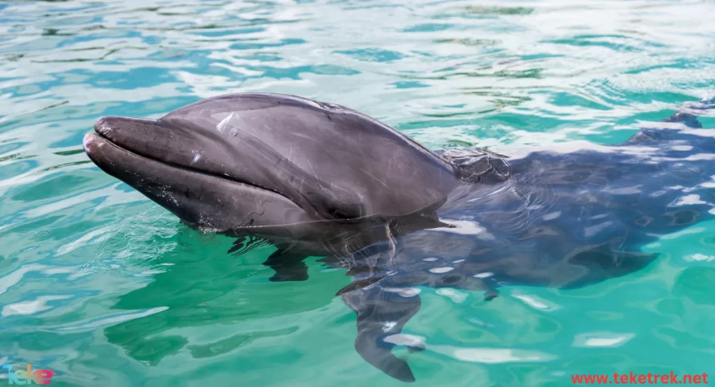 Bottlenose dolphin