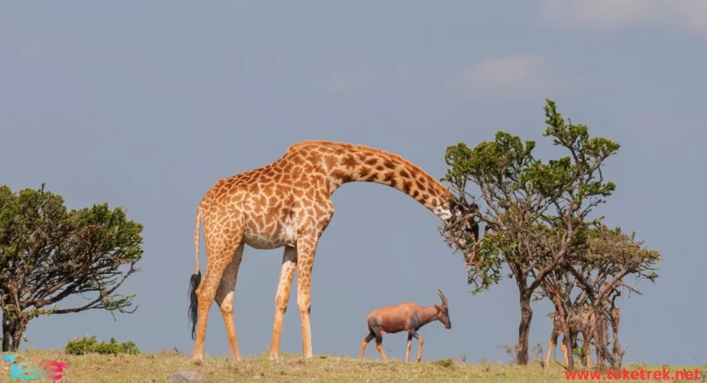 Giraffe