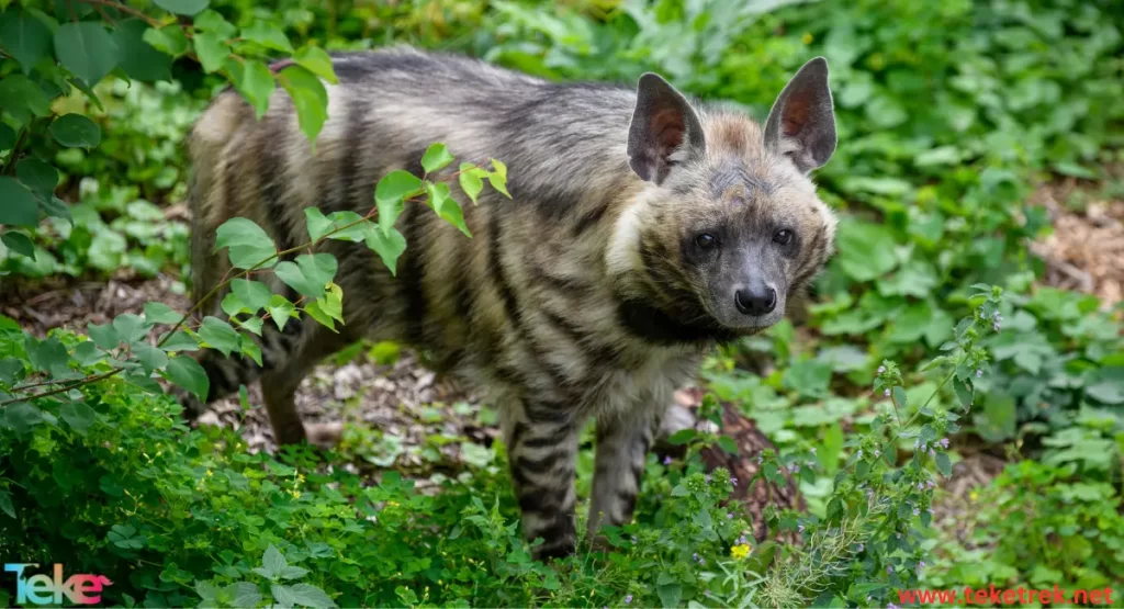 Hyena