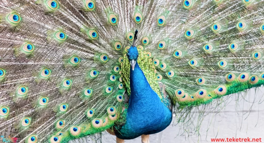 Peacock