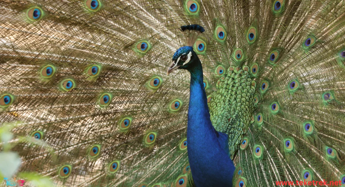 Peacock