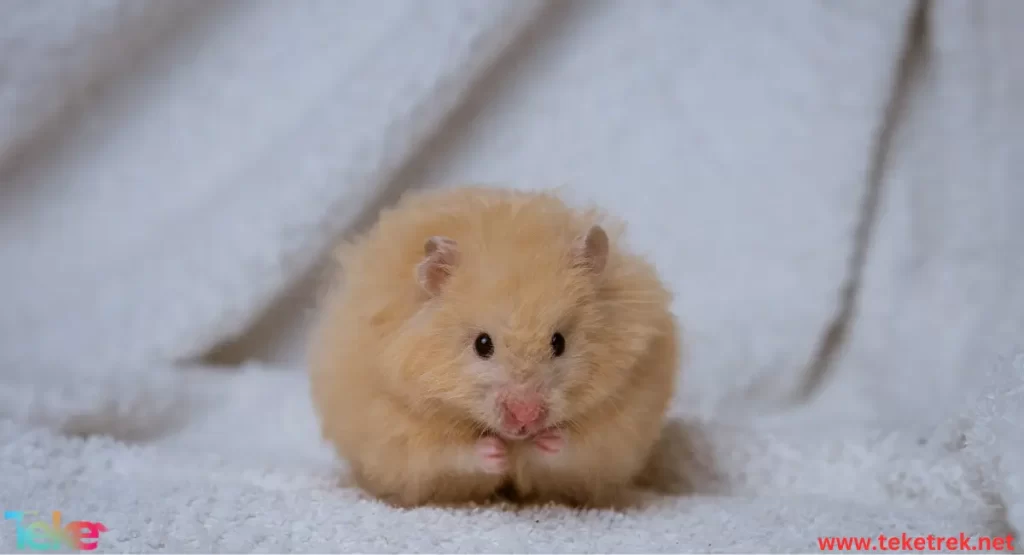 Hamster