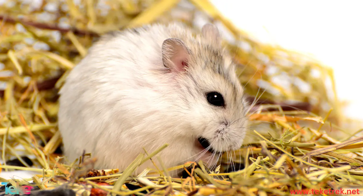 Hamster