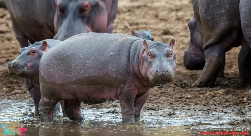 Hippopotamus