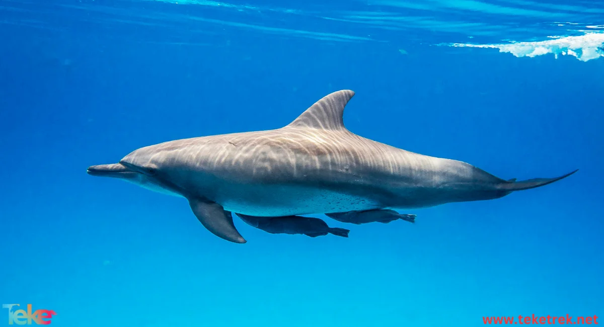 Bottlenose dolphin