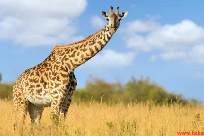 Giraffe