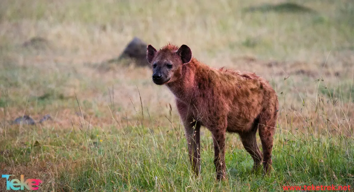 Hyena