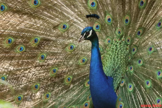 Peacock