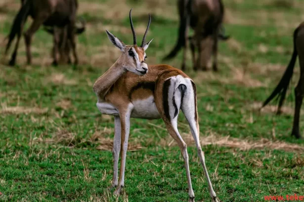 Gazelle