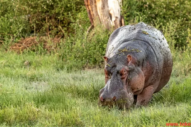 Hippopotamus