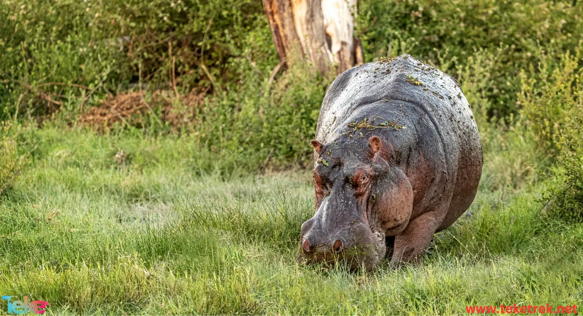 Hippopotamus