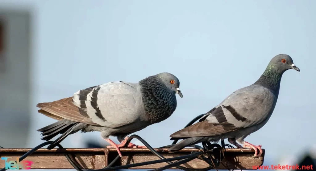 Pigeons