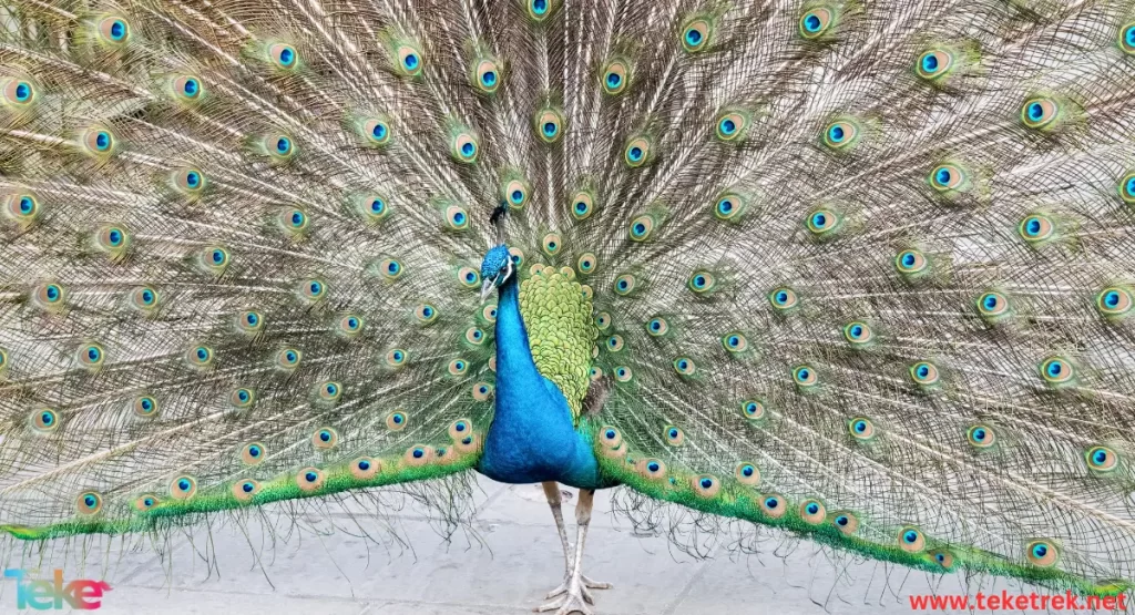 Peacock