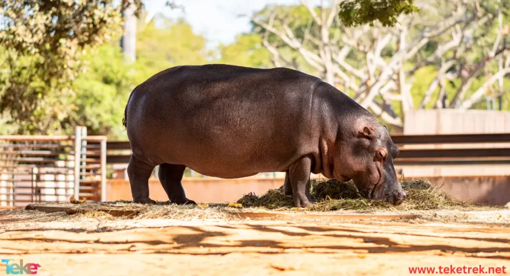 Hippopotamus