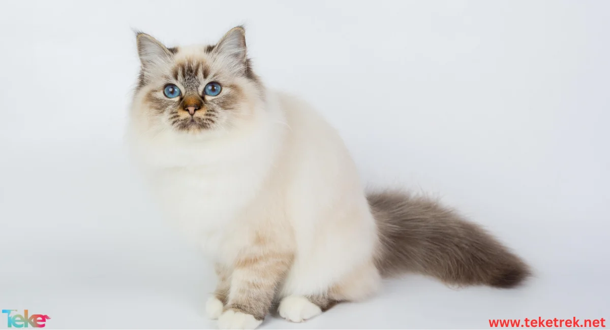 Ragdoll cat