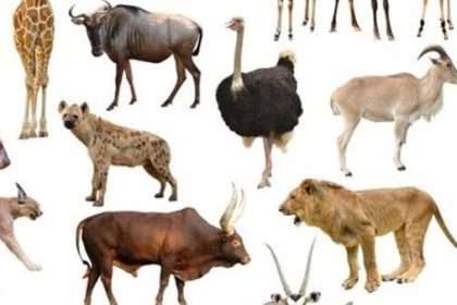 Mammals animals الحيوانات الثدييات