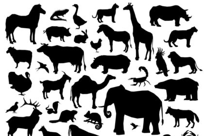 تصنيف الحيوانات