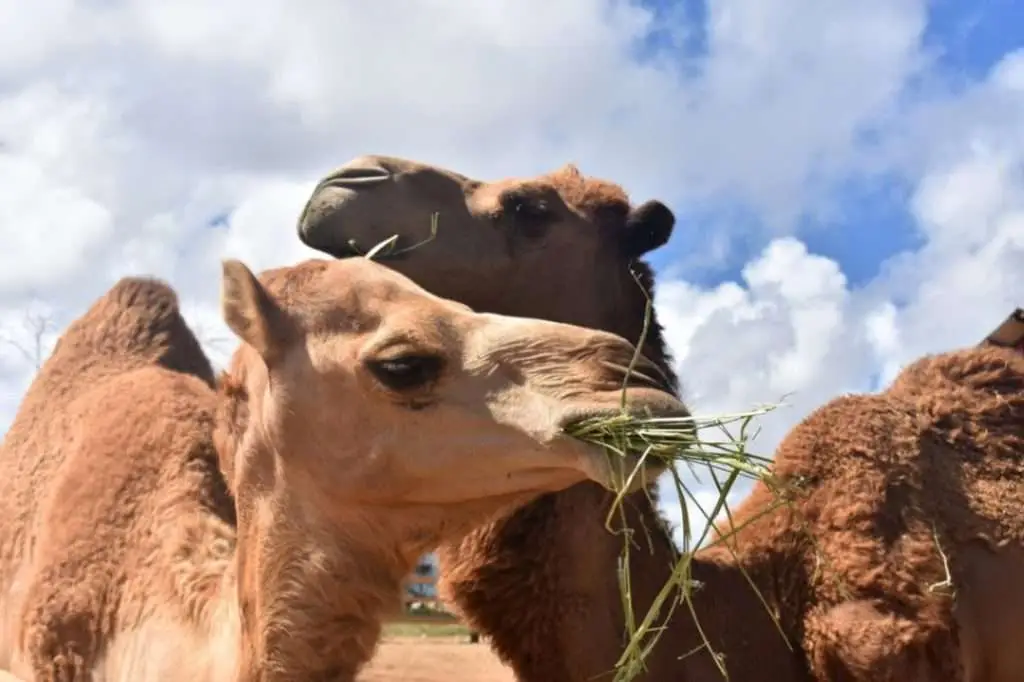 beautiful-pair-camels-snuggling-while-snacking-hay