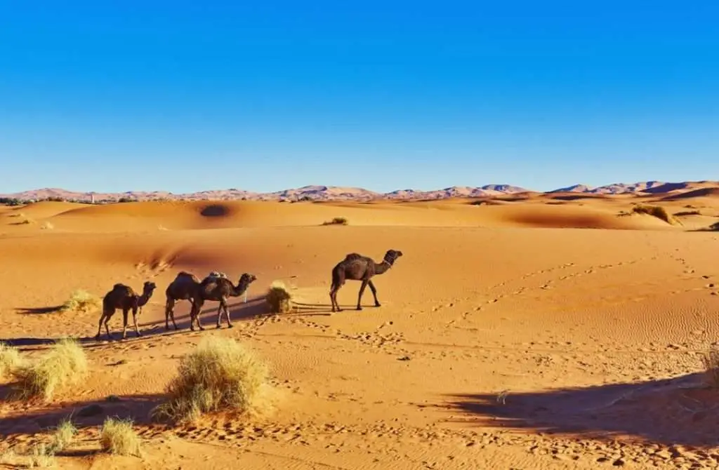 الجمل - الصحراء - المغرب
