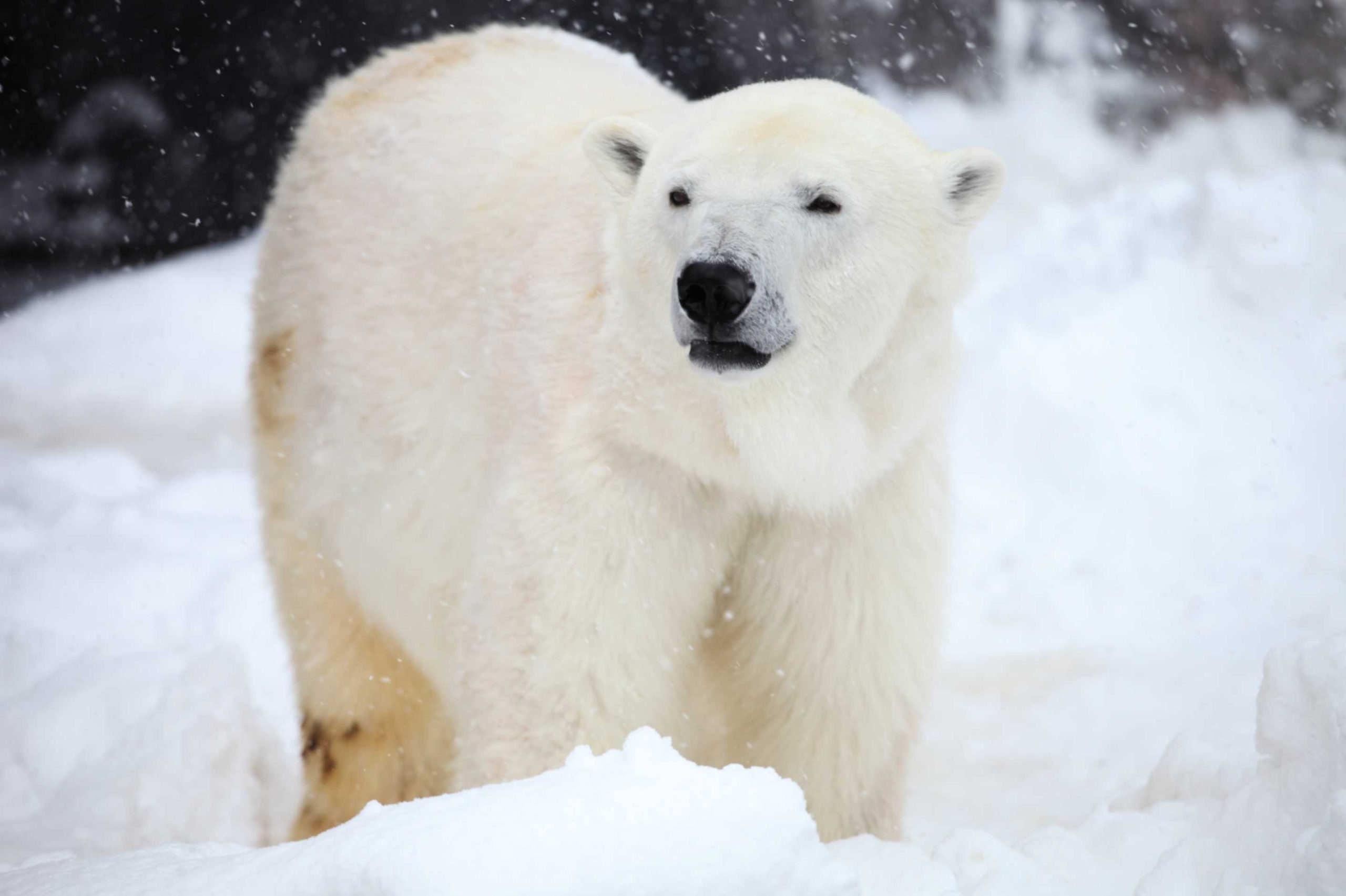 Polar bear: Learn about the life of this amazing animal in the Arctic