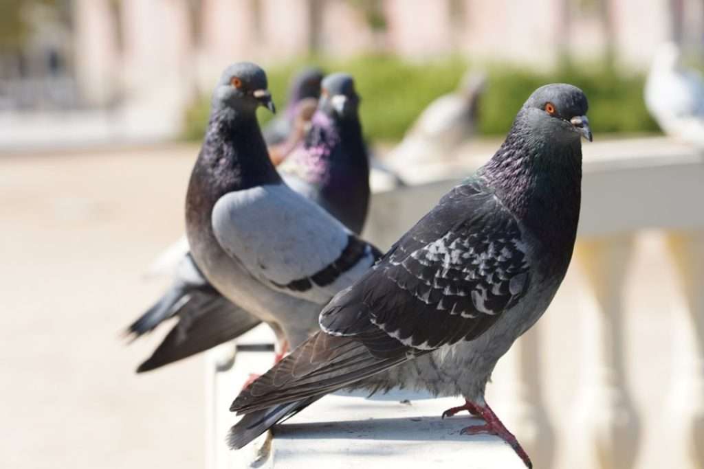 closeup-selective-focus-shot-pigeons-park-with-greenery