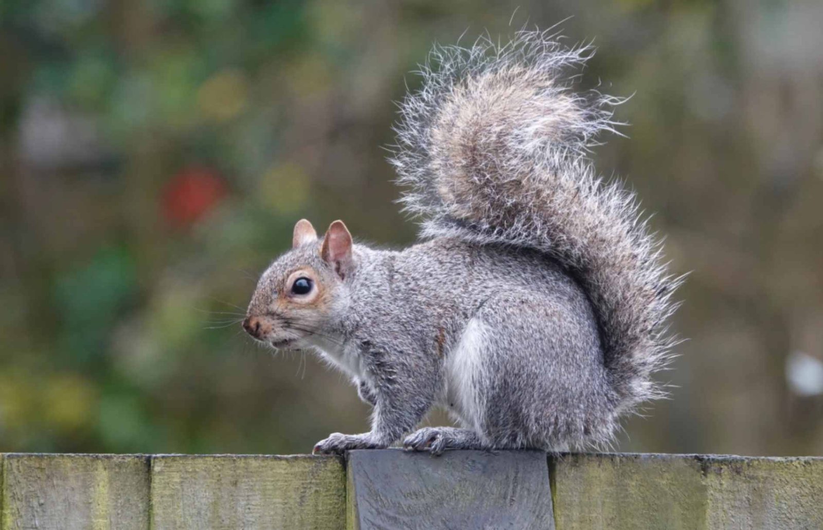Squirrel: Beautiful information about this beautiful animal - Teke Trek